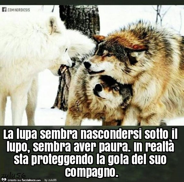 La lupa sembra nascondersi sotto il lupo, sembra aver paura. In realtà sta proteggendo la gola del suo compagno