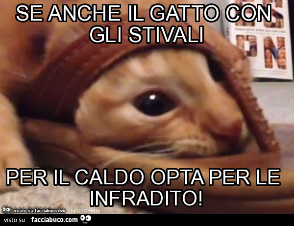 Se anche il gatto con gli stivali per il caldo opta per le infradito