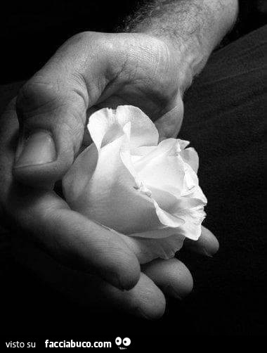 Bocciolo di fiore bianco in mano