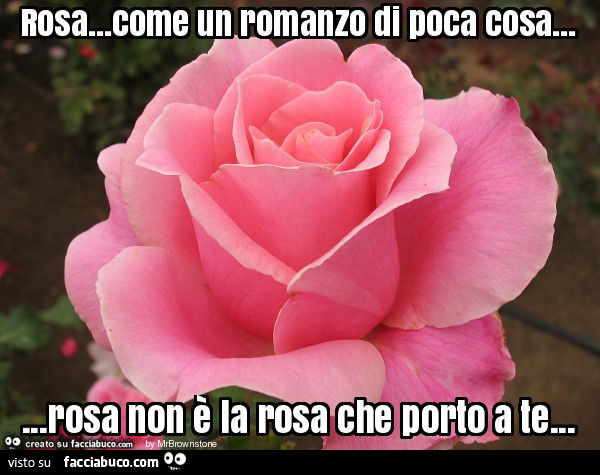 Rosa… come un romanzo di poca cosa… rosa non è la rosa che porto a te