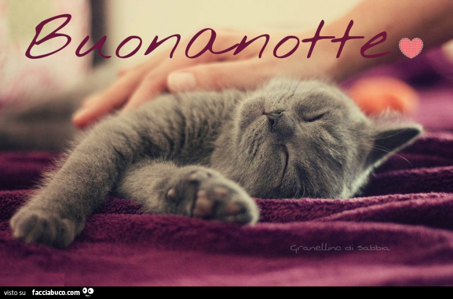 Gatto grigio addormentato. Buonanotte