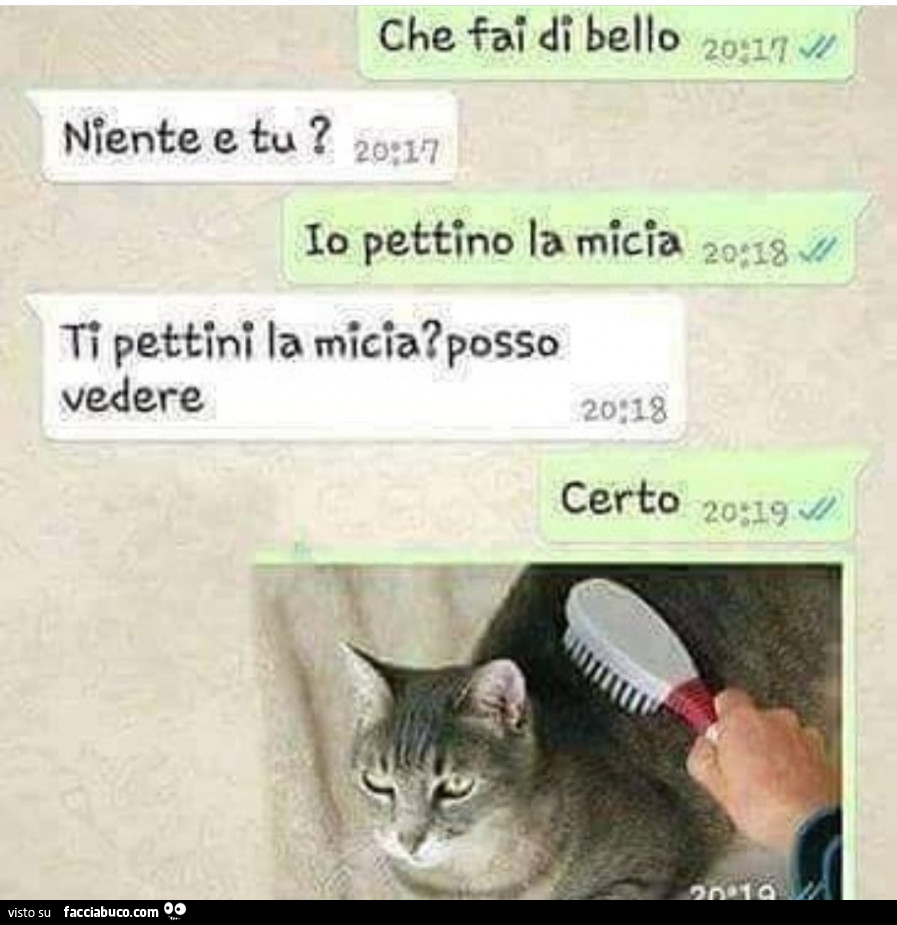 Che fai di bello. Niente e tu? Io pettino la micia. Ti pettini io micia? Posso vedere. Certo