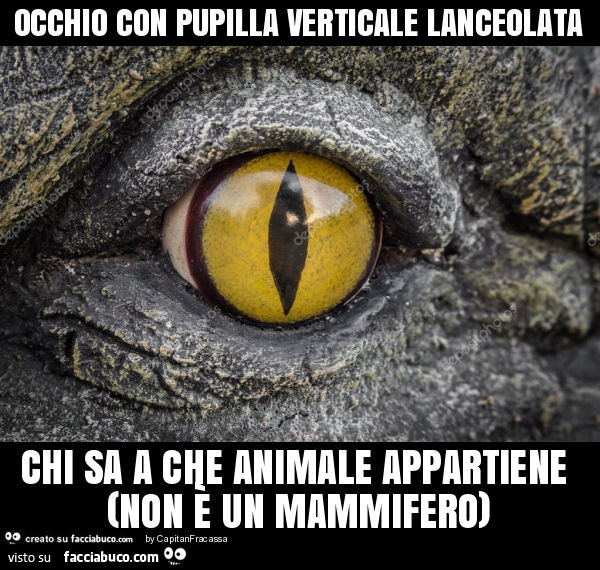 Occhio con pupilla verticale lanceolata chi sa a che animale appartiene (non è un mammifero)