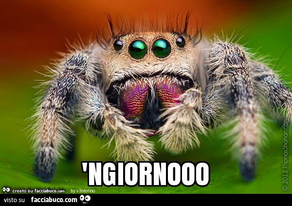 'ngiornooo