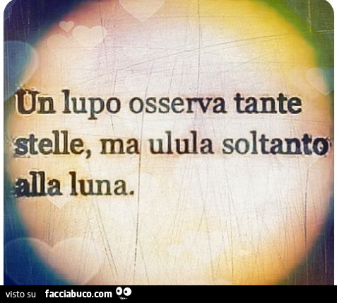 Un lupo osserva tante stelle, ma ulula soltanto alla luna
