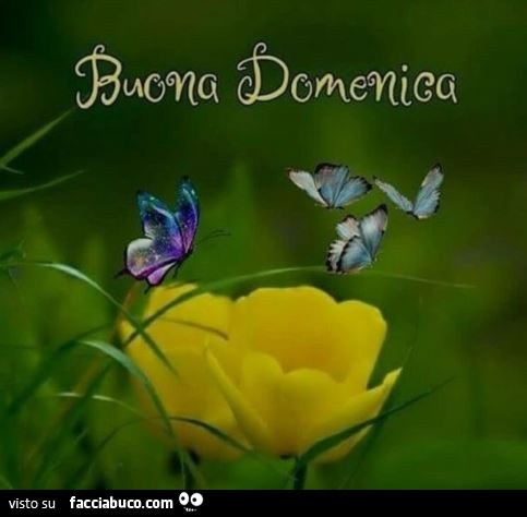 Farfalle sui fiori. Buona Domenica