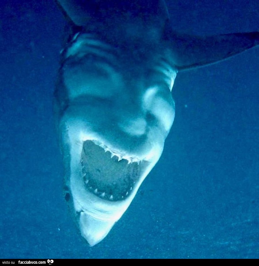 Lo squalo che sembra un volto di un demone