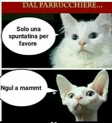 Vaccata