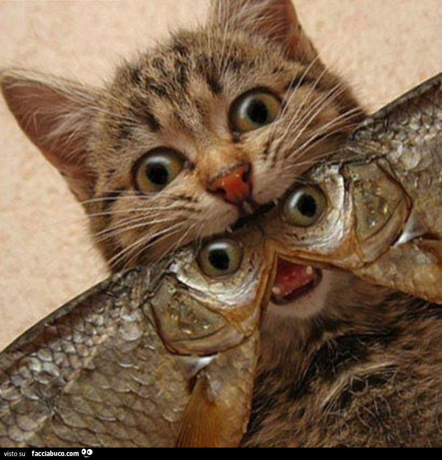 Gatto con pesci in bocca