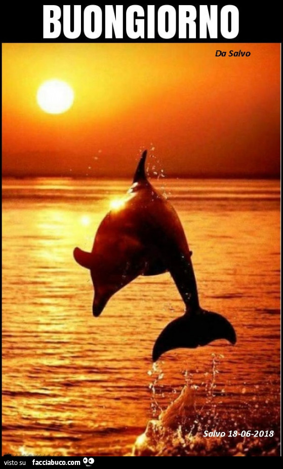 Delfino al tramonto. Buongiorno