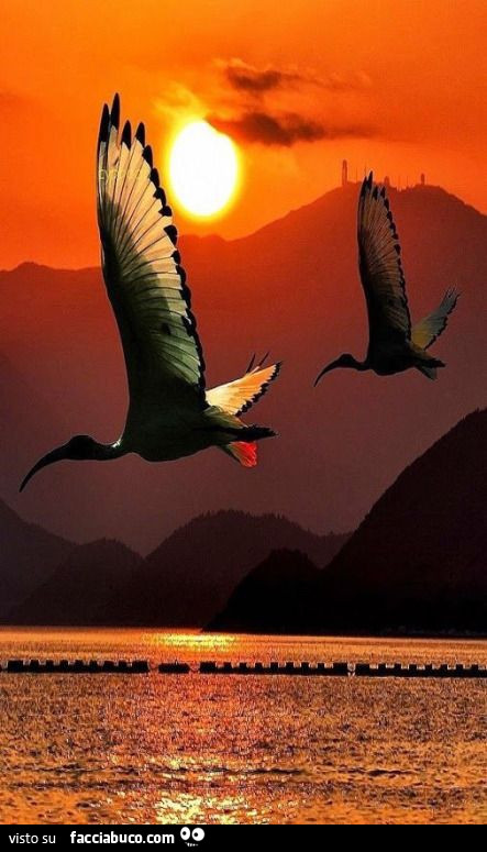 Uccelli enormi in volo al tramonto