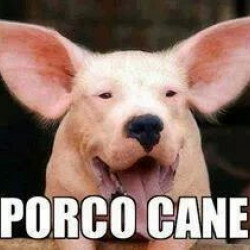 Porco cane