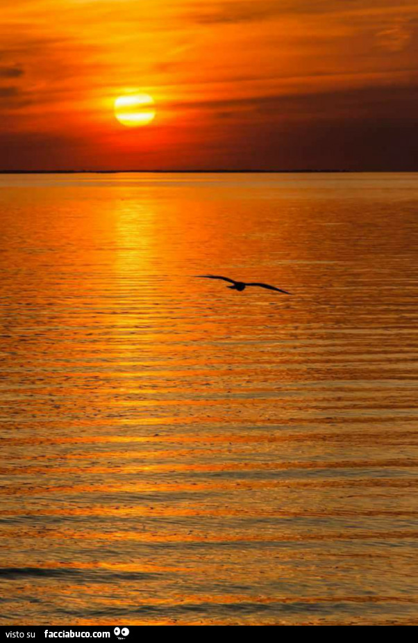Gabbiano in volo sull'acqua al tramonto