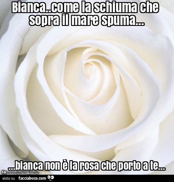 Bianca. Come la schiuma che sopra il mare spuma… bianca non è la rosa che porto a te