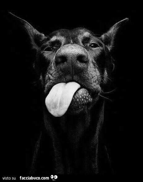 Cane che fa la linguaccia