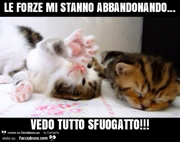 Le forze mi stanno abbandonando… vedo tutto sfuogatto
