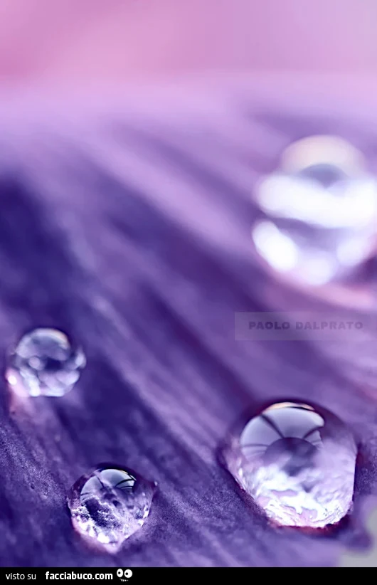 Perle d'acqua pura nella fotografia di Paolo Dalprato