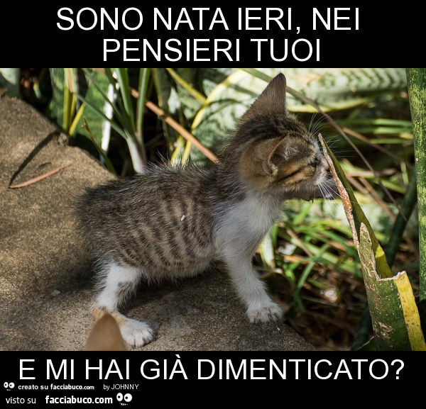 Sono nata ieri, nei pensieri tuoi e mi hai già dimenticato?