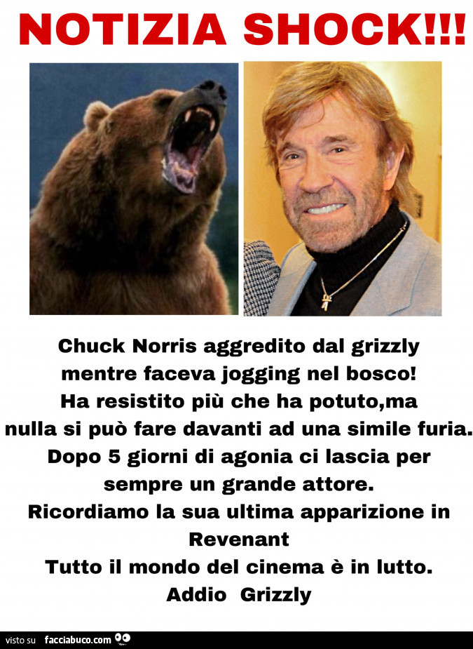 Notizia shock! Chuck norris aggredito dal grizzly mentre faceva jogging nel bosco
