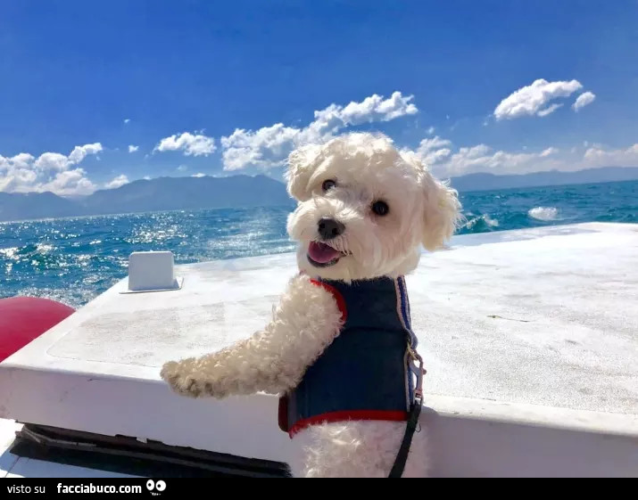 Cagnolino felice in barca