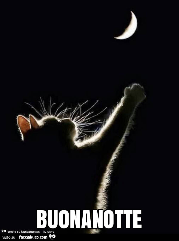 Il gatto cerca di afferrare la luna. Buonanotte