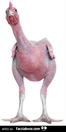 Gallina spennata